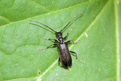 Idiopidonia pedalis