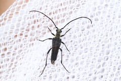 Trachysida mutabilis