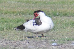 Cairina moschata domestica