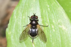 Blera nigra