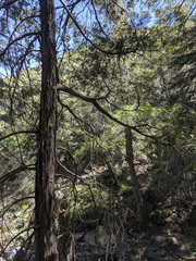 Calocedrus decurrens