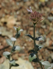 Monardella stebbinsii