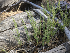 Galium parishii