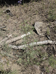 Lupinus hyacinthinus