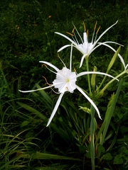 Hymenocallis occidentalis eulae