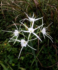 Hymenocallis occidentalis eulae