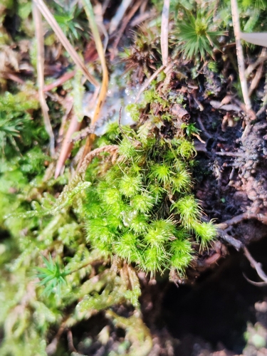 Fragile Swan-neck Moss (Campylopus fragilis)
