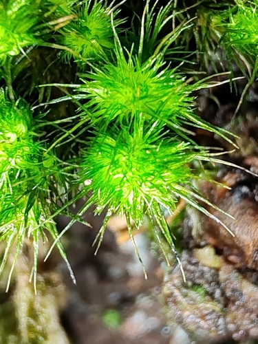 Image of Campylopus fragilis by (c) Ljaž, some rights reserved (CC BY)