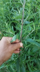 Eupatorium serotinum