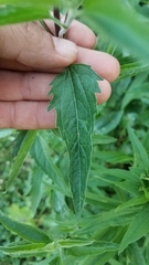Eupatorium serotinum