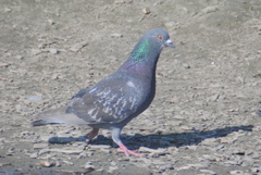 Columba livia domestica