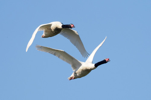 Cygne à cou noir