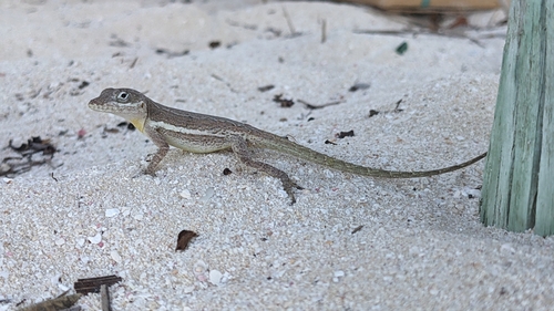 Anguilla Anole, Anolis gingivinus