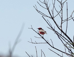Epthianura tricolor