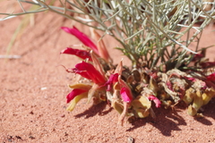 Leptosema chambersii