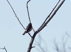 Certhionyx variegatus