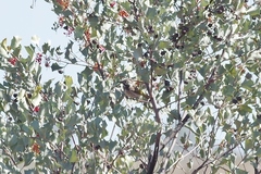 Purnella albifrons