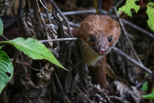 Stripe-backed Weasel