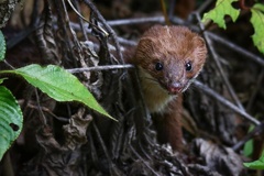 Back-Striped Weasel photo 4