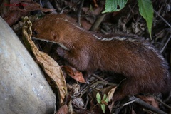 Back-Striped Weasel photo 3