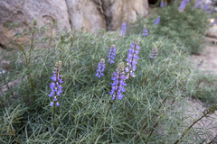 Lupinus hyacinthinus