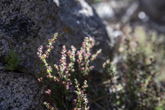 Galium parishii