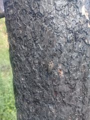 Chrysobothris dentipes