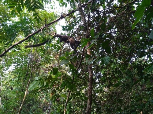 Small-toothed Palm Civet