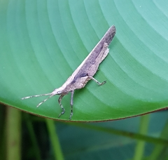 Desmoptera truncatipennis