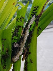 Ropalidia socialistica