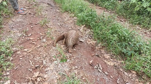 Short-tailed Pangolin