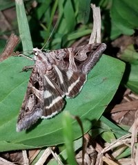 Drasteria grandirena
