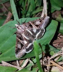 Drasteria grandirena