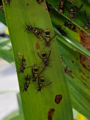 Ropalidia socialistica