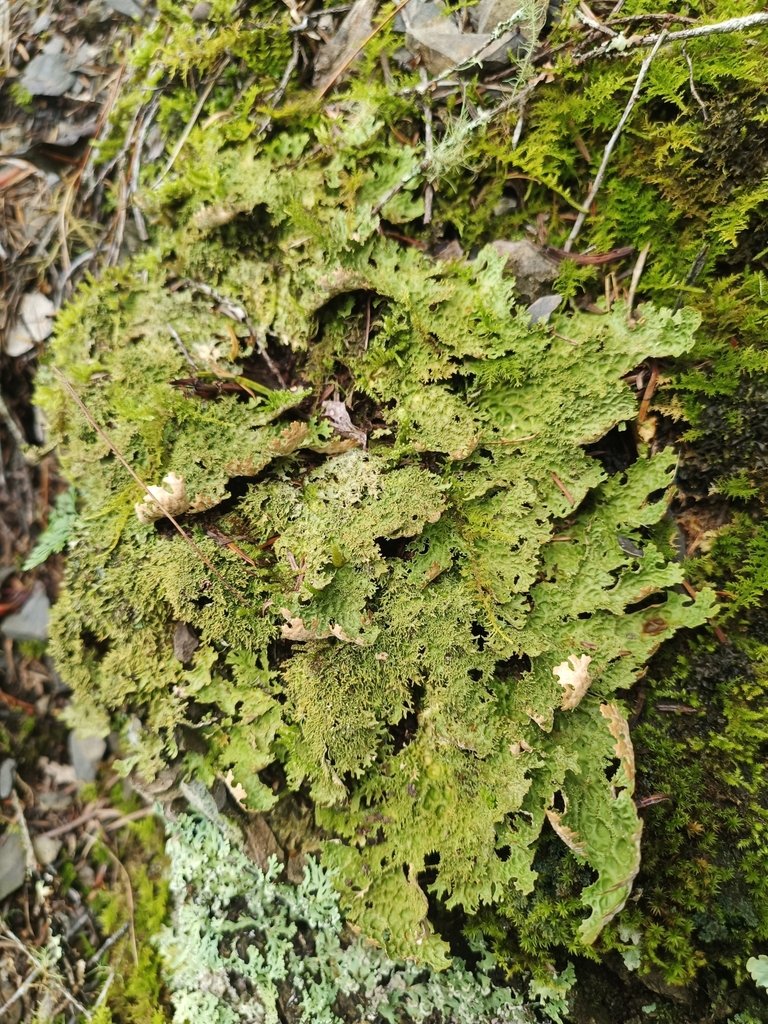 Lobaria meridionalis