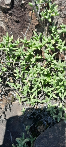 Grassveld Tentfig (Ruschia putterillii)