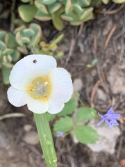Calochortus subalpinus