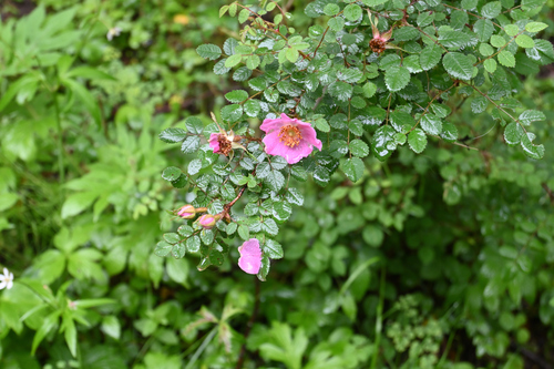 Rosa giraldii