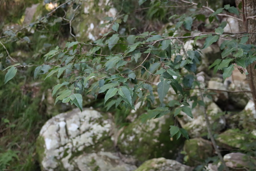 Image of Maytenus acuminata by (c) Tony Rebelo, some rights reserved (CC BY-SA)