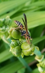 Polistes fuscatus