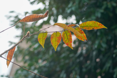 Toxicodendron sylvestre iNat (2)