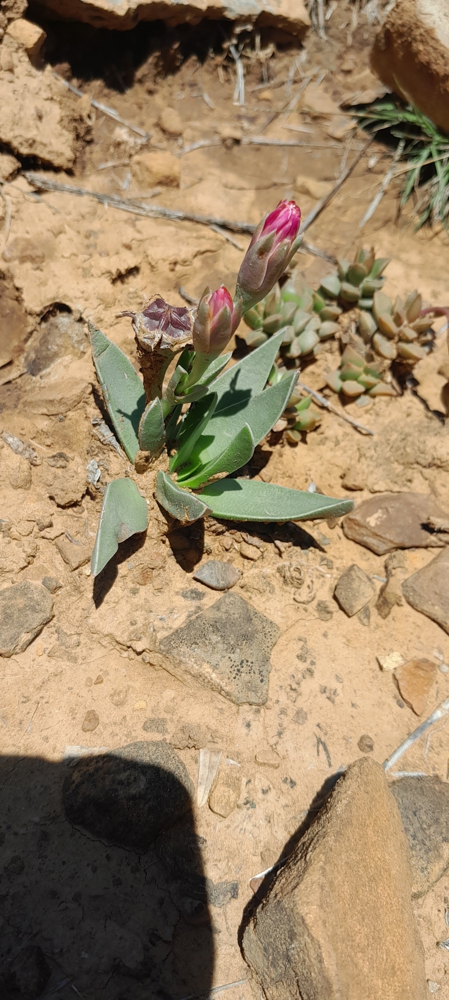 Bergeranthus albomarginatus
