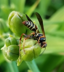 Polistes fuscatus