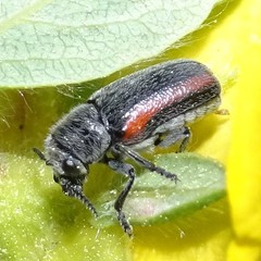 Coleothorpa vittigera