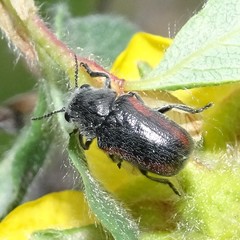 Coleothorpa vittigera