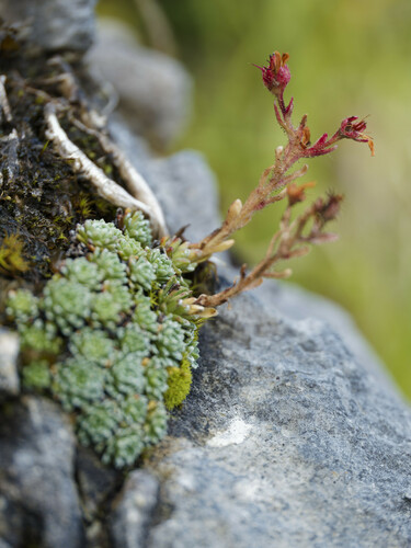 Saxifraga aretioides, photograph 6
