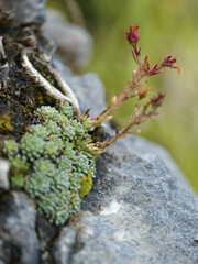 Saxifraga aretioides, photograph (c) Thierry Arbault, some rights reserved (CC BY)