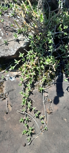 Ruschia putterillii, photograph 2