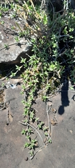 Ruschia putterillii, photograph (c) James Deacon, some rights reserved (CC BY-SA)