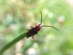 Atalantycha bilineata